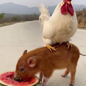 Pig 🐷 and chicken 🐔