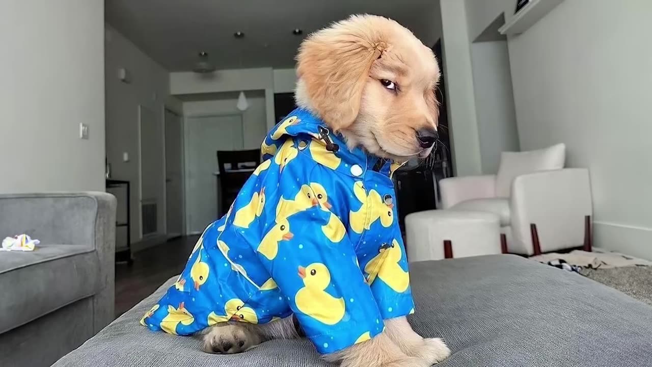 Funny Puppies 😆 #1