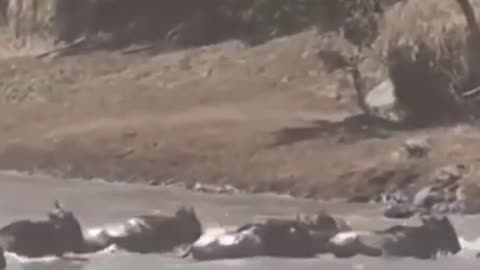 WILDBEAST CROSSING RIVER | TIGER vs WILD BEAST | TIGER HUNTING WILD BEAST