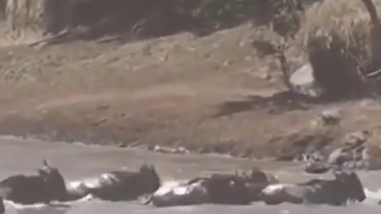 WILDBEAST CROSSING RIVER | TIGER vs WILD BEAST | TIGER HUNTING WILD BEAST