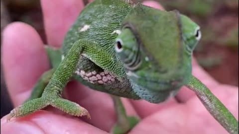 This is a chameleon. Have you seen it change color?