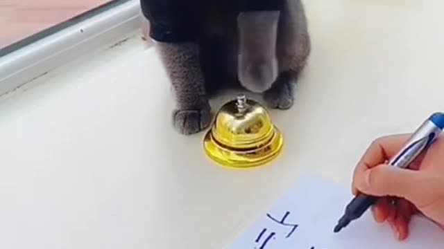 cat rings bell