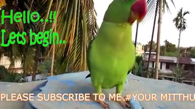 hilarious dancing parrot loves to tap dance