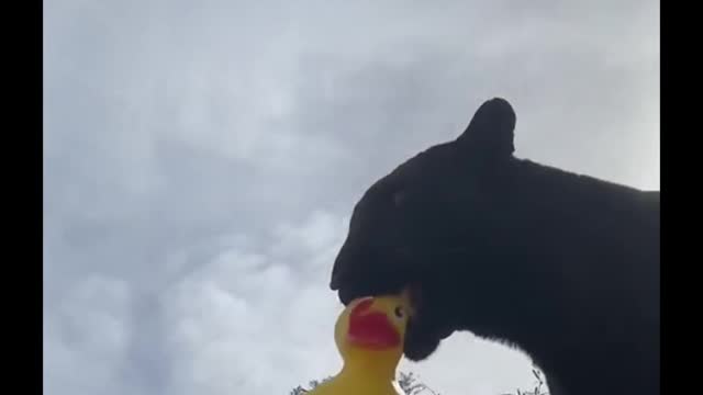 Black panther loves yellow duck too