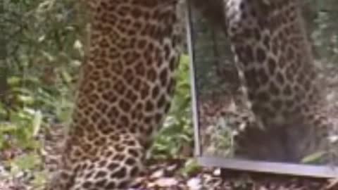 Leopard looking in the mirror