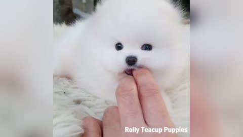 Cute Puppies Videos Compilation