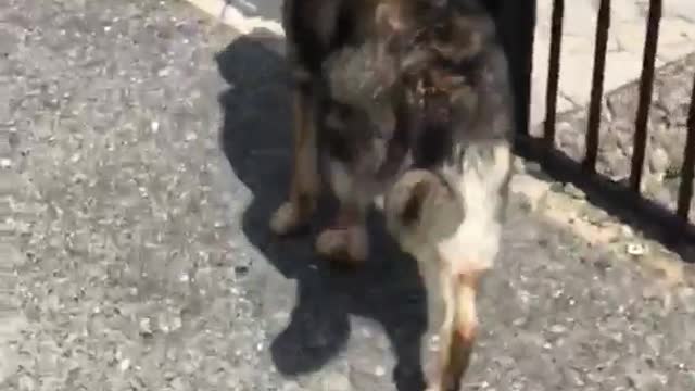 German shepard picks up rock and runs away
