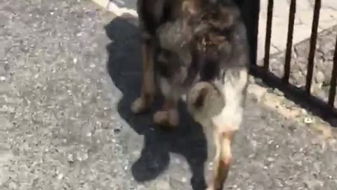 German shepard picks up rock and runs away
