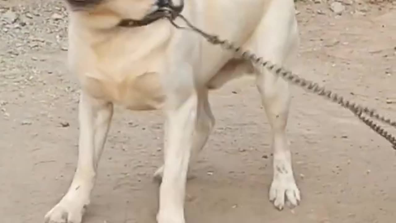 Dog video