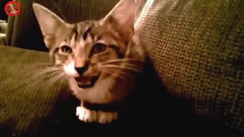 Baby Cats - Cute and Funny Cat Videos Compilation #Aww Animals