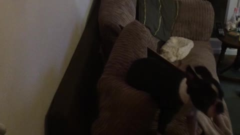 Boston Terrier Turns The Light Off