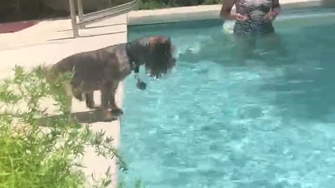 BRAVE DOGGY