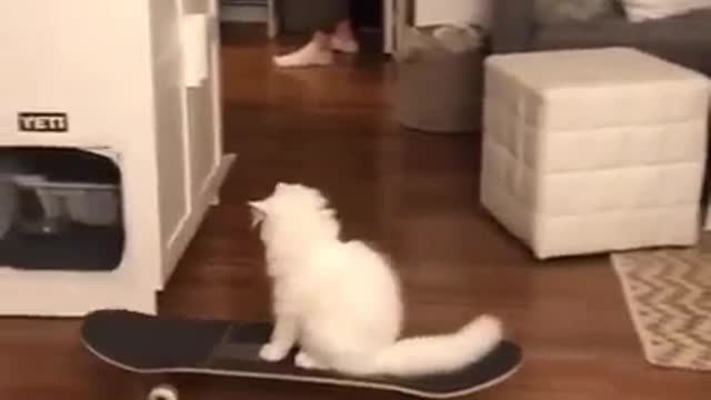 Cat is learning to skateboard before me 😂