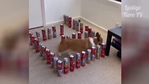 Lustige Tiere