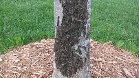 Tent Caterpillars Take over tree