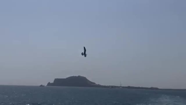 Cute seagulls following the yacht