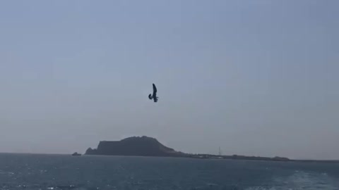 Cute seagulls following the yacht