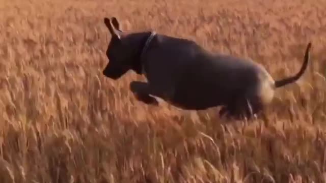 Playful pitbull