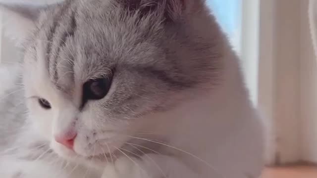 Cute cats baby funny