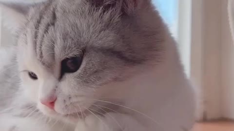 Cute cats baby funny