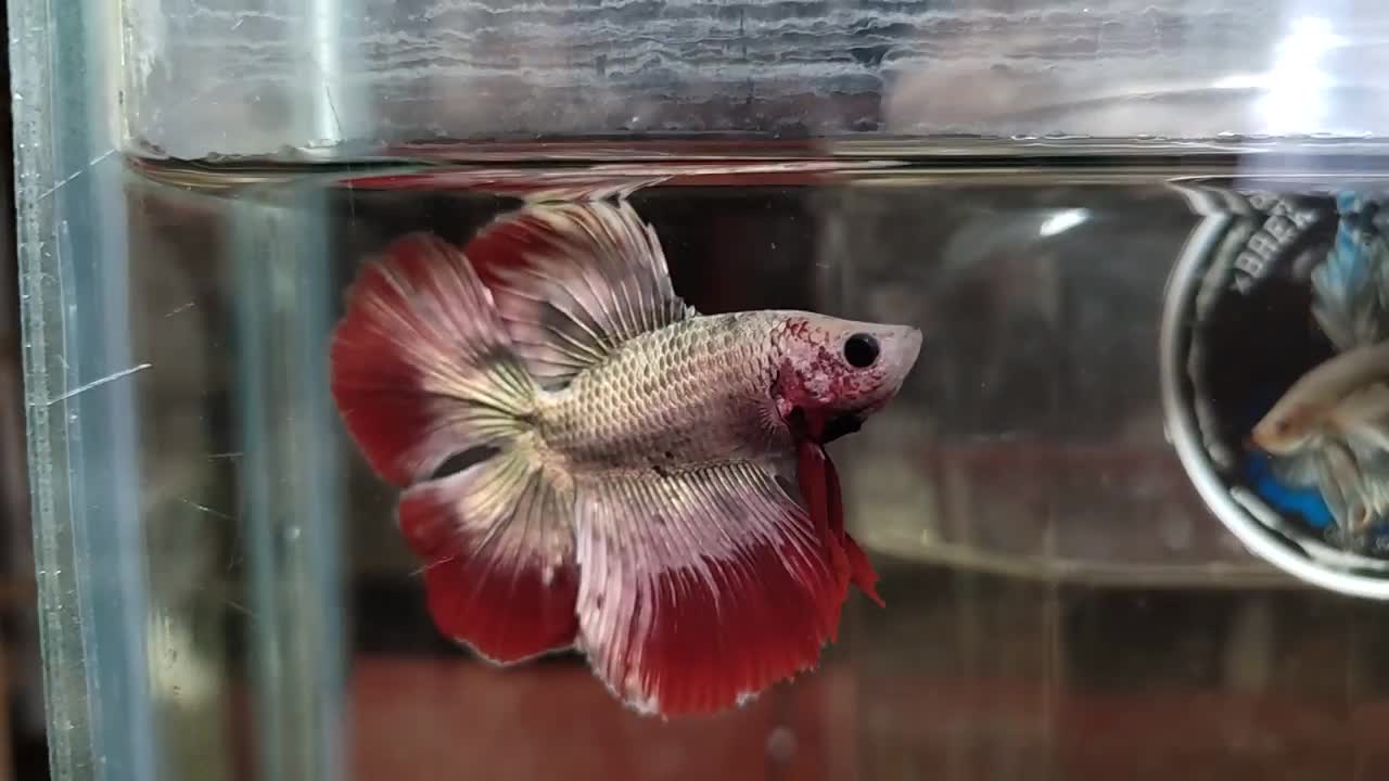 doble tail red grizle