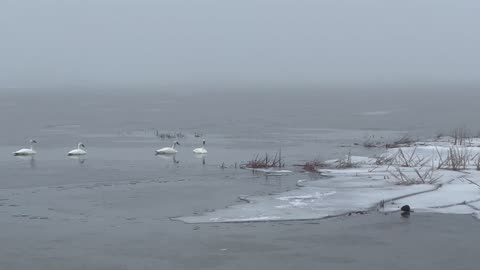 Muskrats & Swans @ North Bay