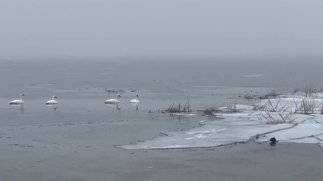 Muskrats & Swans @ North Bay