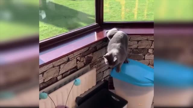 Baby Cats - Cute and Funny Baby Cat Videos and accident❤❤😘😜