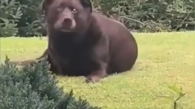 The dog said, even if you want to lose weight, you can't be hungry.