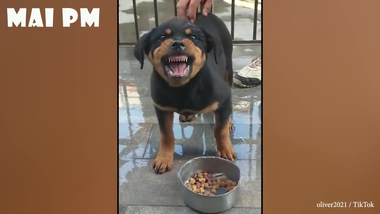 Funny Angry Pets Watch Until The End! Don't Mess With These Dogs!!!!