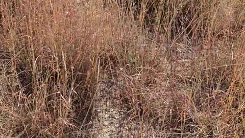 Deer Rescued After Being Trapped in Fence for Days