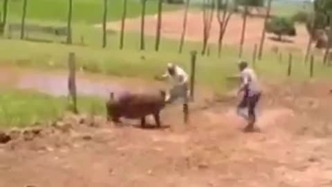 pig refuses to be eaten 😂