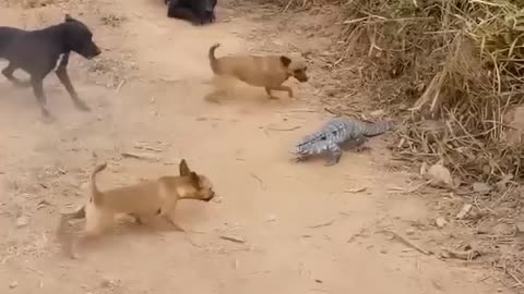 Aggressive Dogs vs Giant Lizard