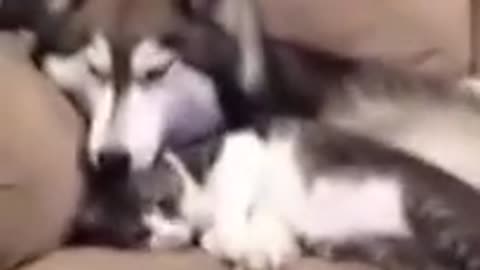 just a husky cleaning a kitty wait for it