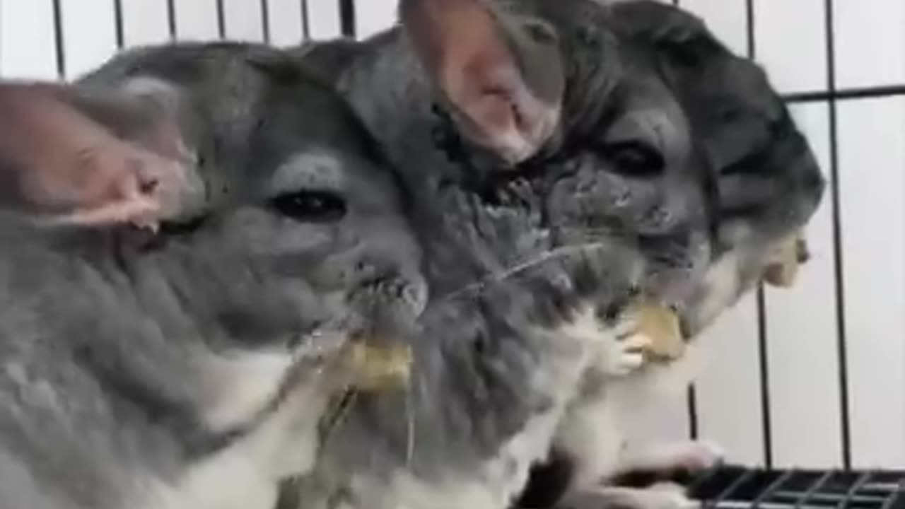 Chinchilla Pet