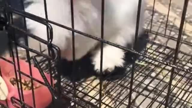 Angora rabbit sunbathing in the morning