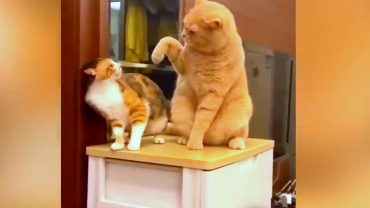 Cat unbelievable moment so funny and comedy🤣😂