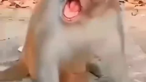 cat and monkey having fun....baby laughing