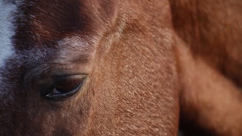 Beautiful horse close view