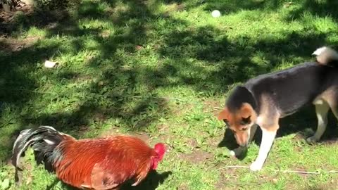 Koji and Lucky playing