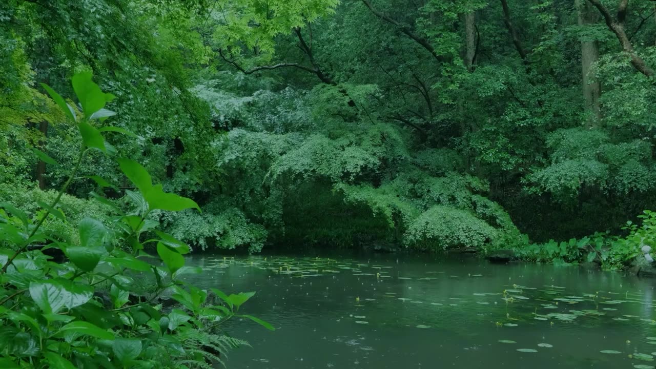 The beautiful forest is raining, sleep, relax, meditate, study, work, ASMR