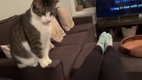 HE SHOOK..Sweet Cat Just Realized it's Owner is Pregnant