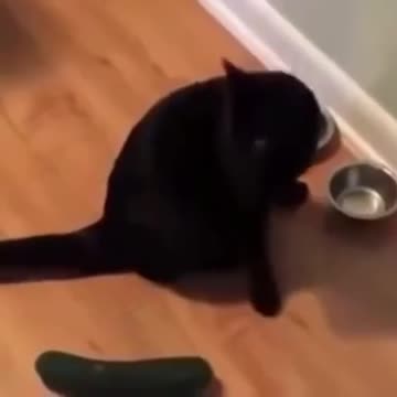 SOO FUNNY - SCARED CATS !