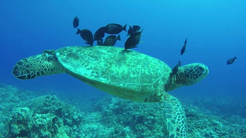 Swimmer surrounded by giant sea tortle with amazing fish