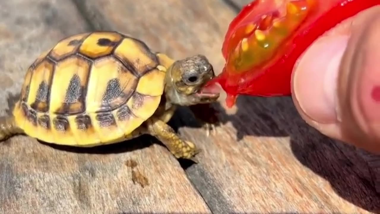 Turtles 🐢 🐢 is eating tomato 🍅🍅