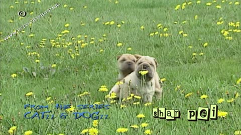 shar-pei spring