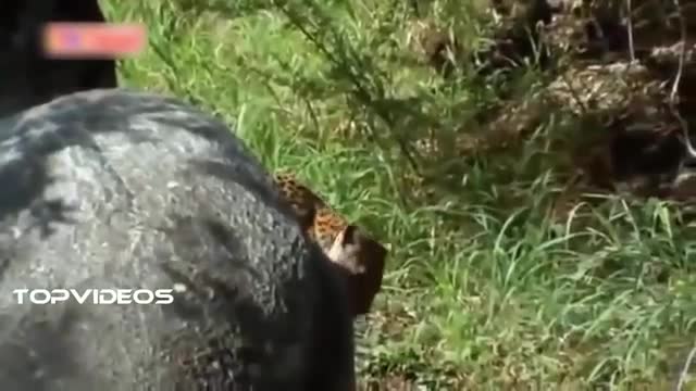 Giant Python meet a formidable Enemy