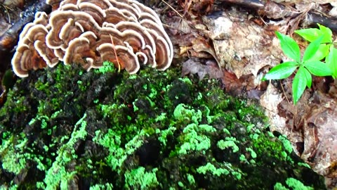 Mushrooms
