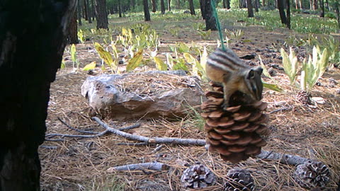 Squirrel go-round