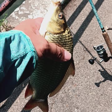 Common carp